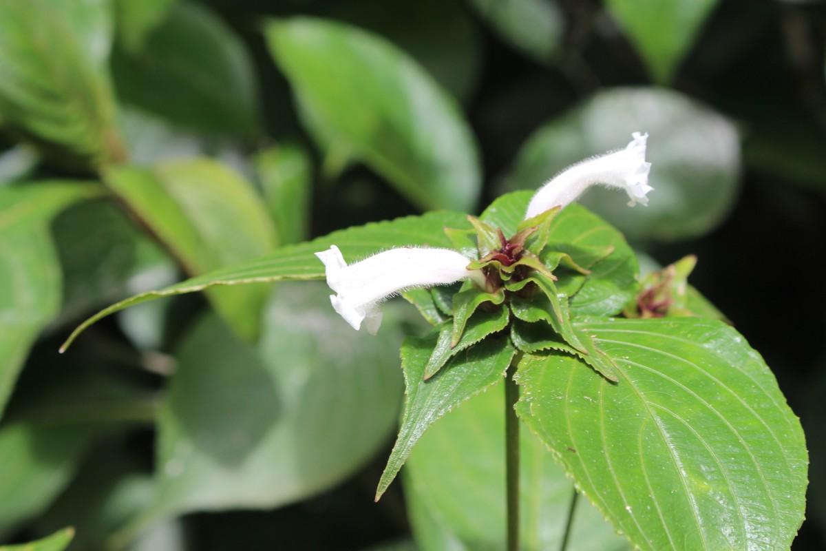 Strobilanthes zeylanica T.Anderson